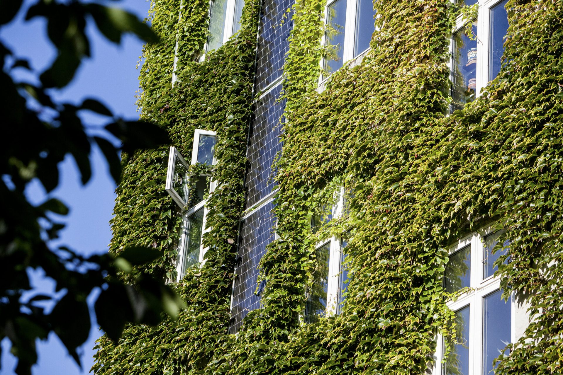 One house façade is completely overgrown with ivy, only the windows and solar panels are still visible.
