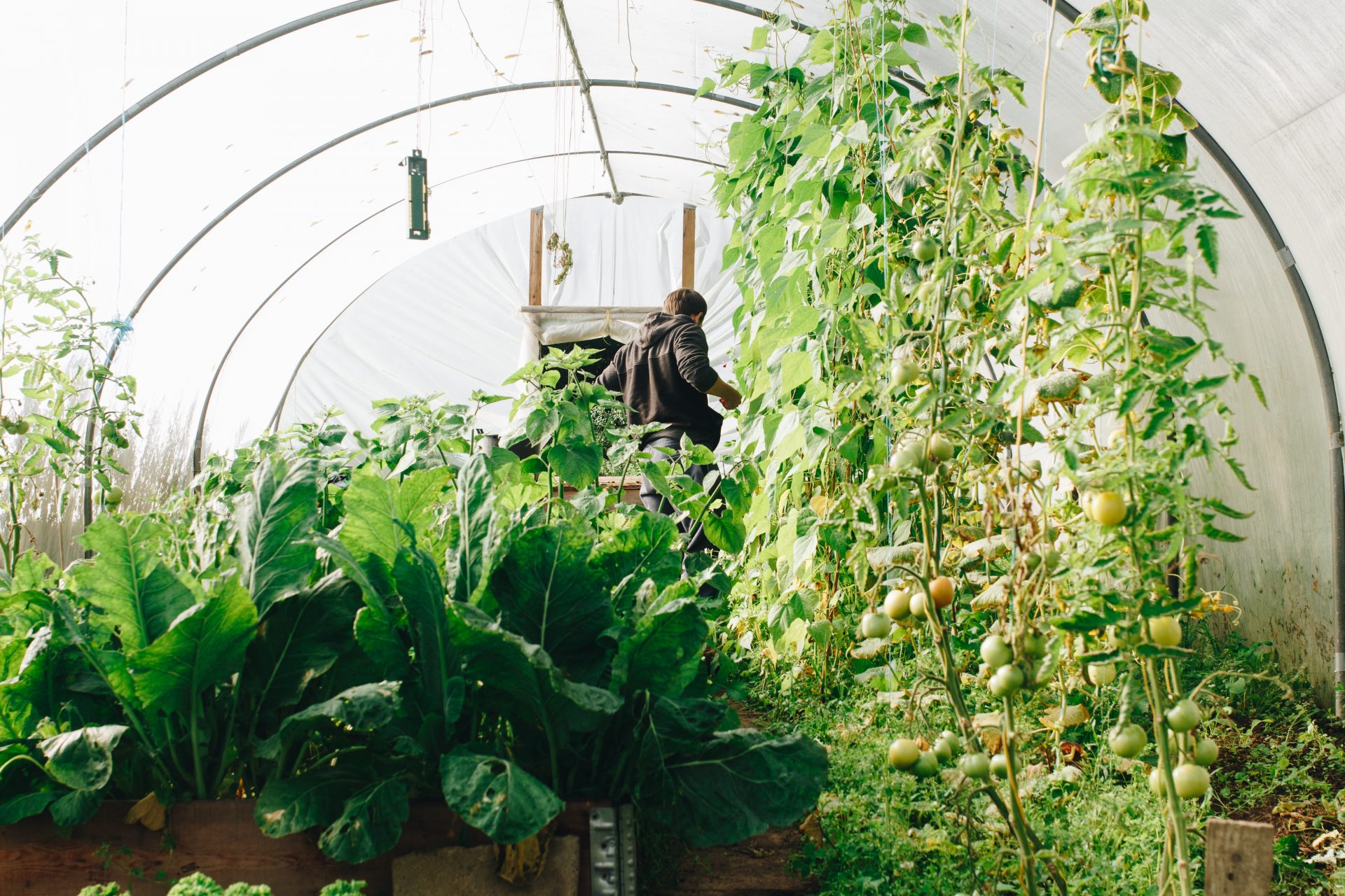 A man stands with his back to the camera in a greenhouse full of green vegetable plants and looks down at the ground.