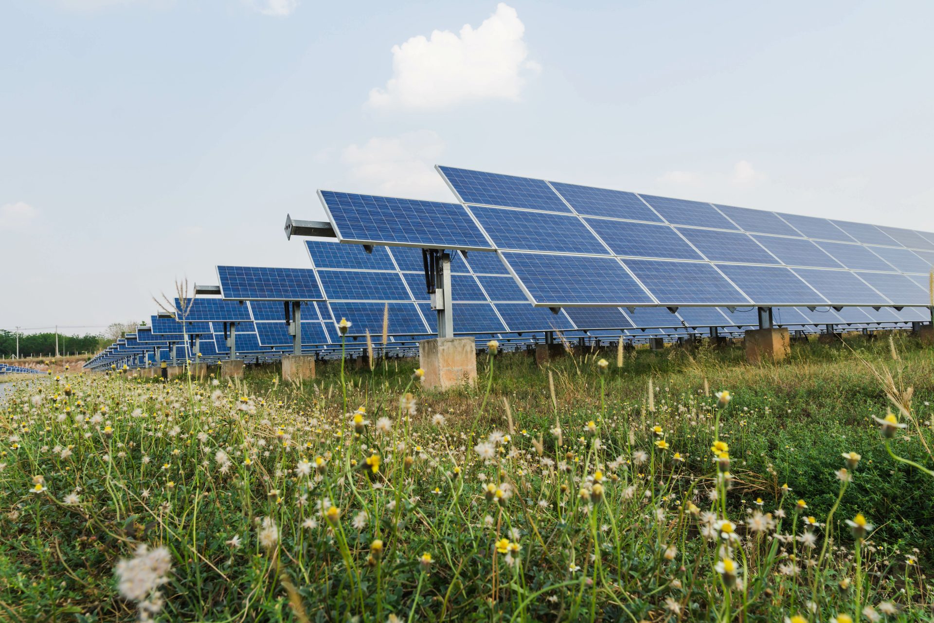 A solar park on a green meadow, flowers blooming.